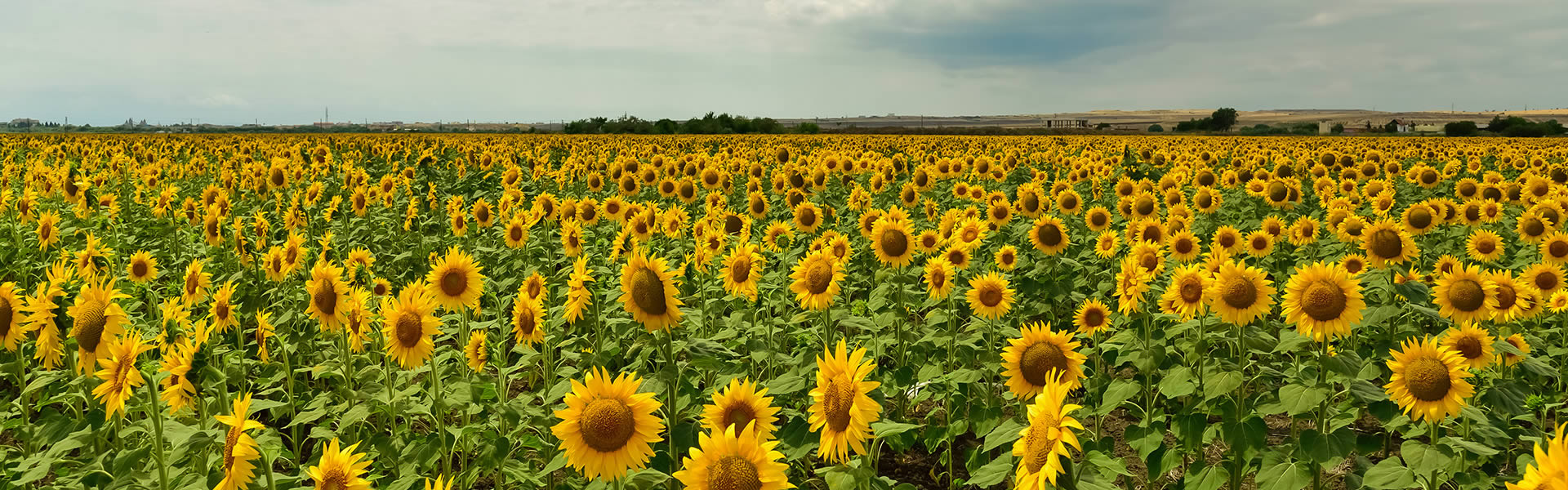 Field of sunflowers | Case study of Lampe & Schwartze Marine Underwriting: Risk analysis for an agricultural producer at the Black Sea
