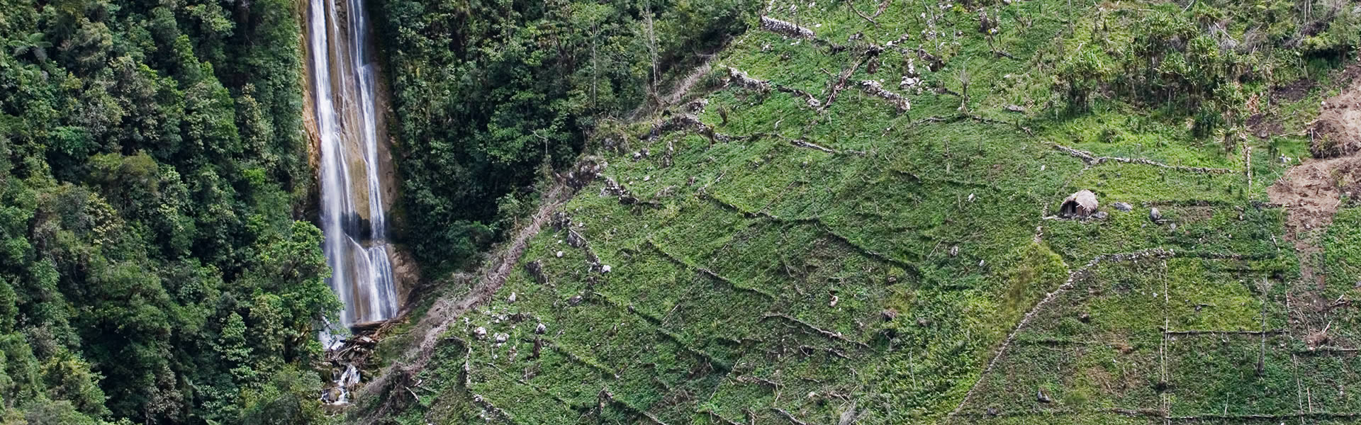 Coffee plantation | Case study of Lampe & Schwartze Marine Underwriting: Coffee to go