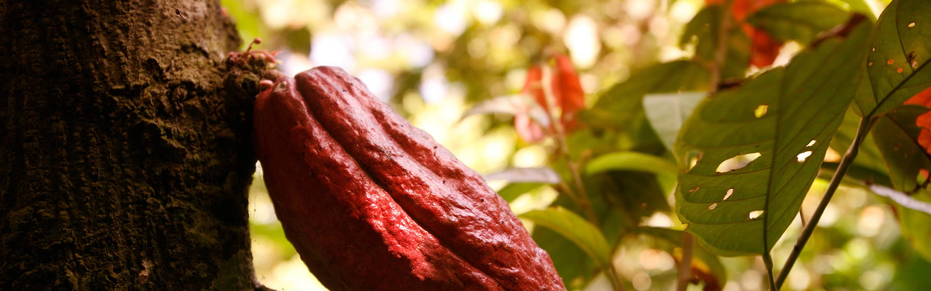 Cocoa fruit | Case study of Lampe & Schwartze Marine Underwriting: Innovation for the transportation of cocoa